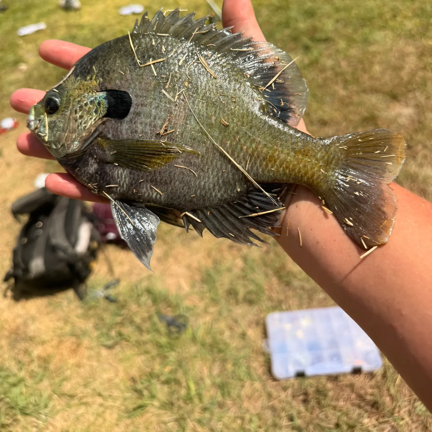 Coppernose bluegill caught on Fishbrain