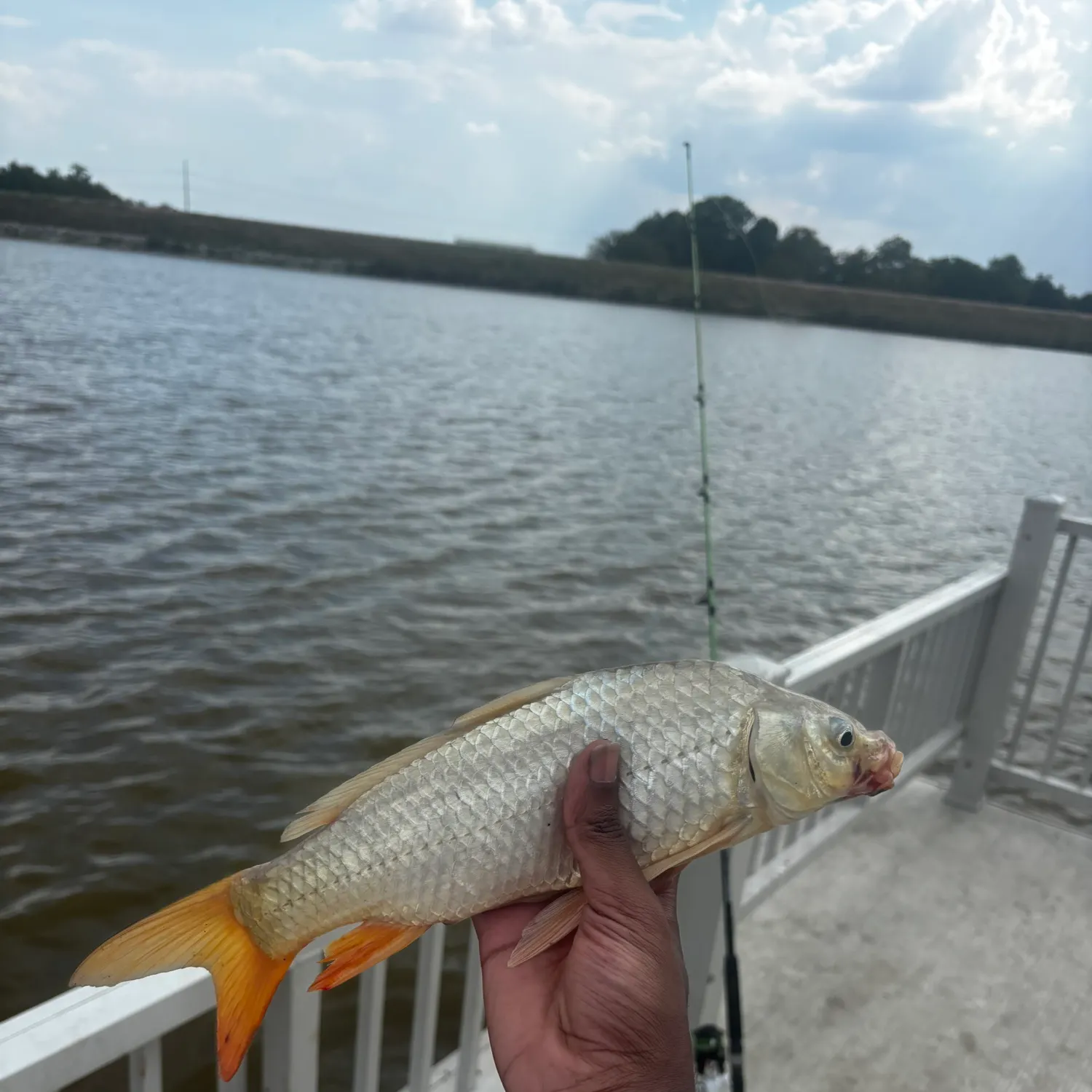 Common carp caught on Fishbrain