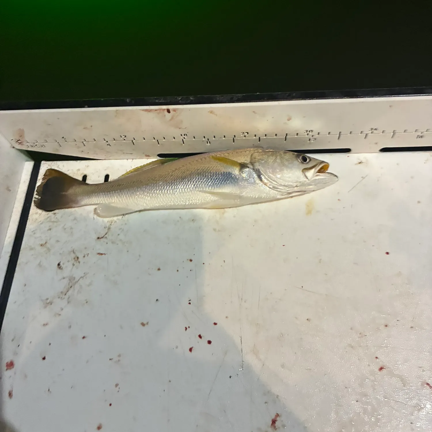 Sand seatrout caught on Fishbrain