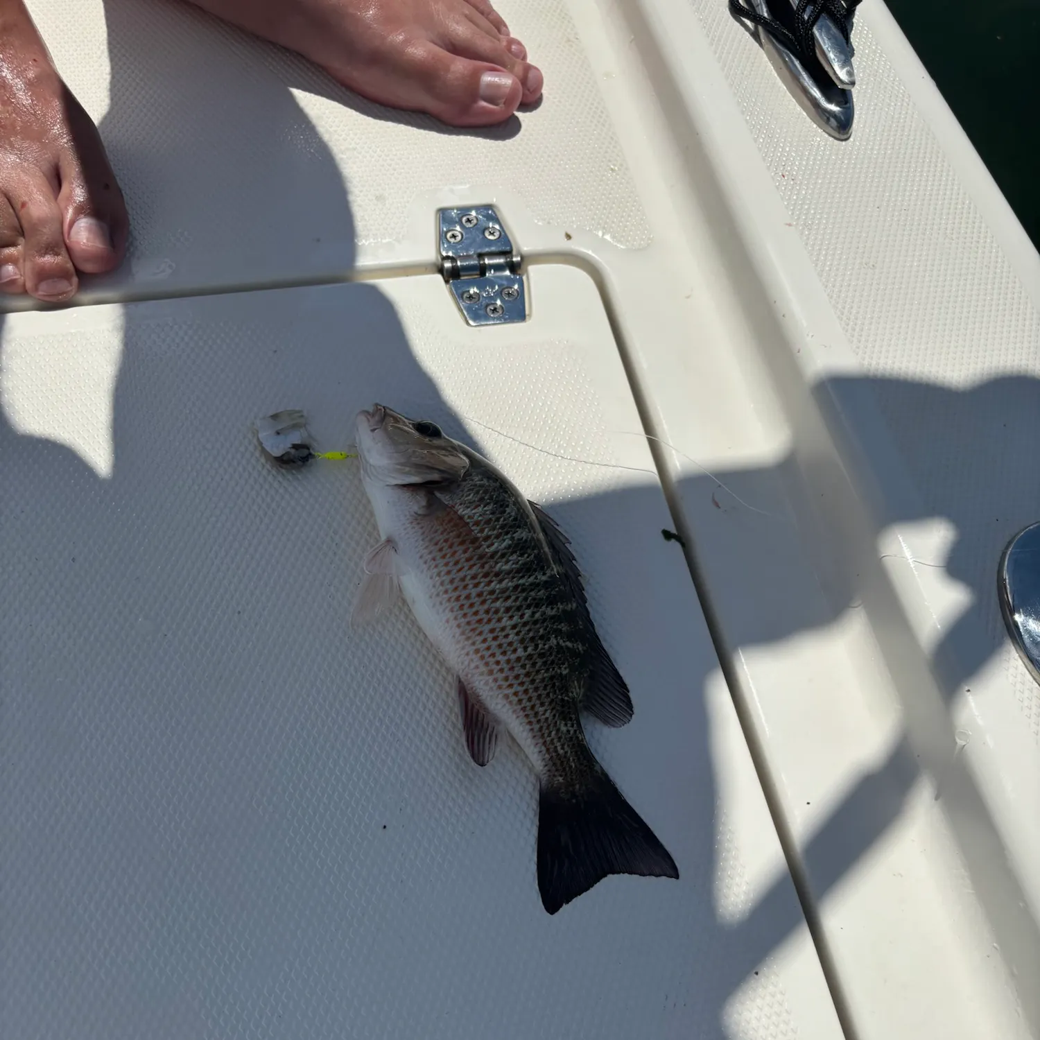 Mangrove snapper caught on Fishbrain