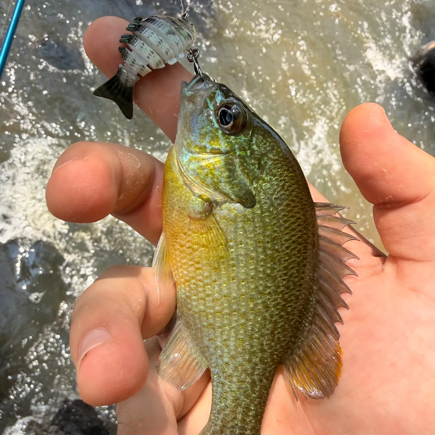 Redbreast sunfish caught on Fishbrain