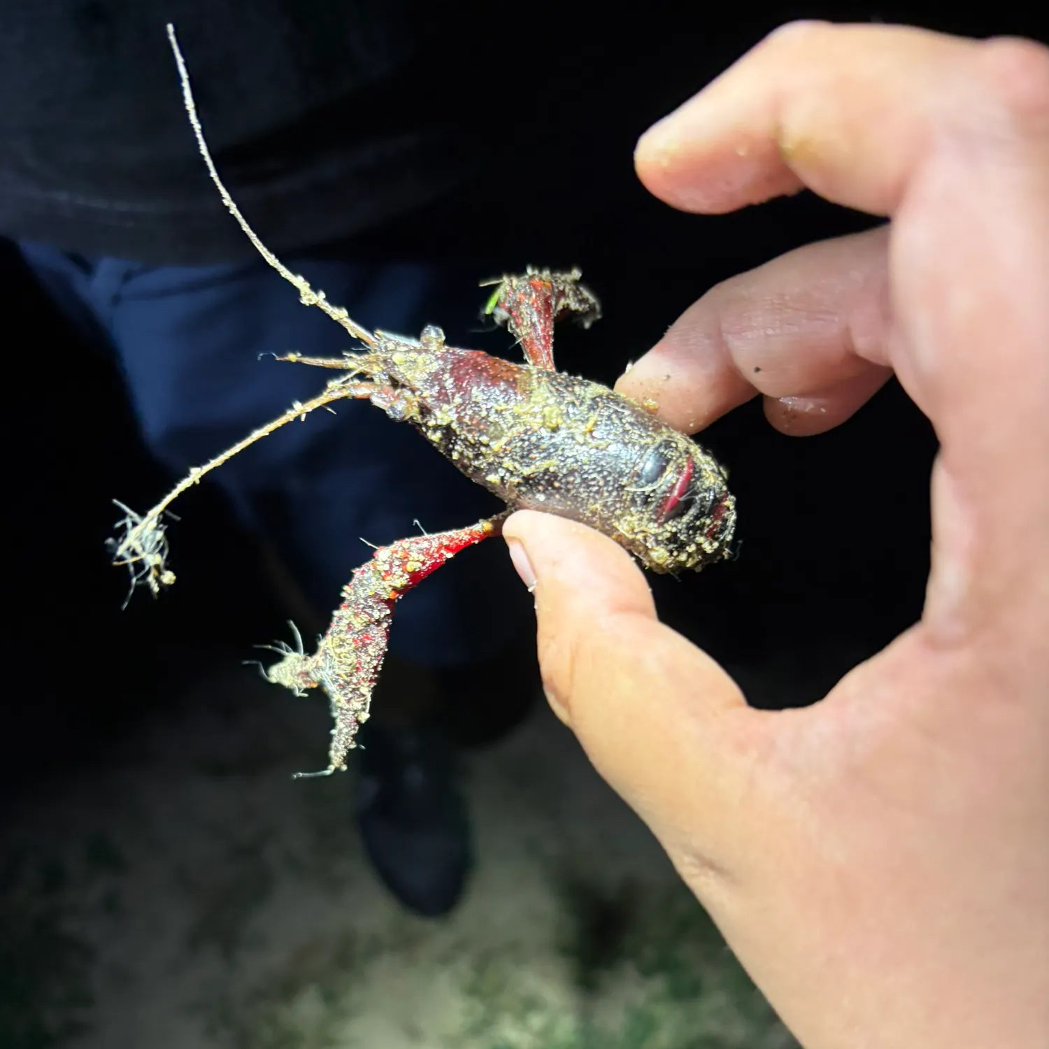 The most recent Red swamp crayfish catches on Fishbrain