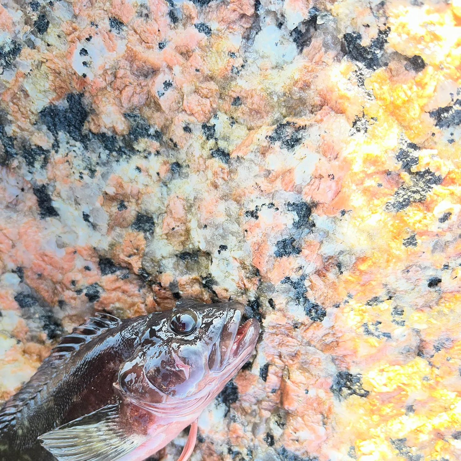 The most recent Brown rockfish catches on Fishbrain