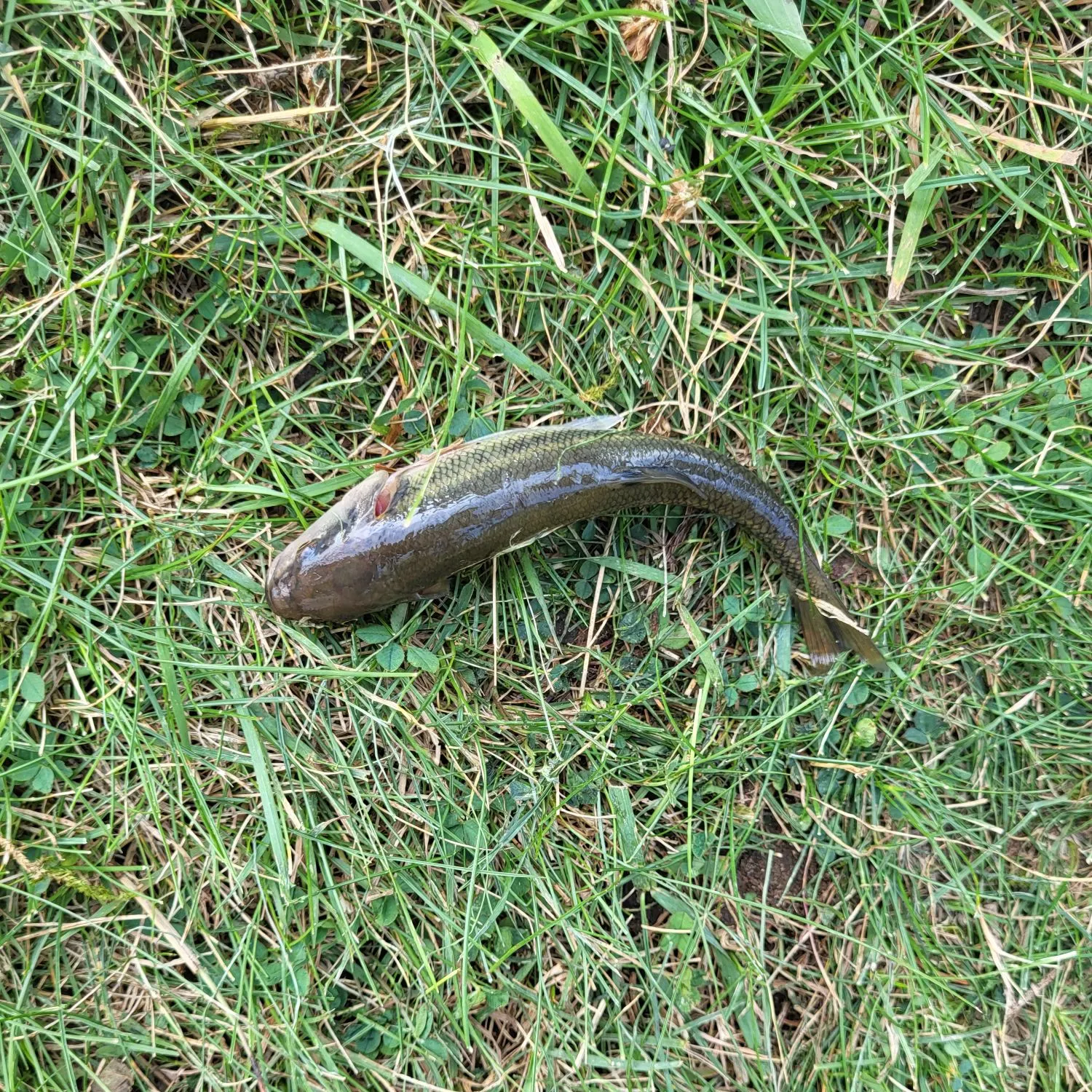 Creek chub caught on Fishbrain