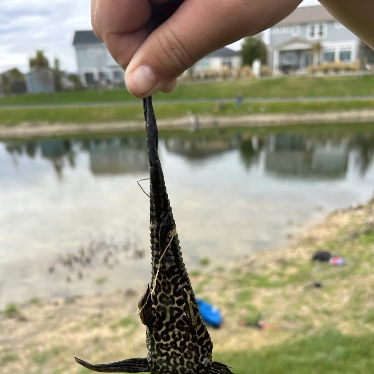 catch