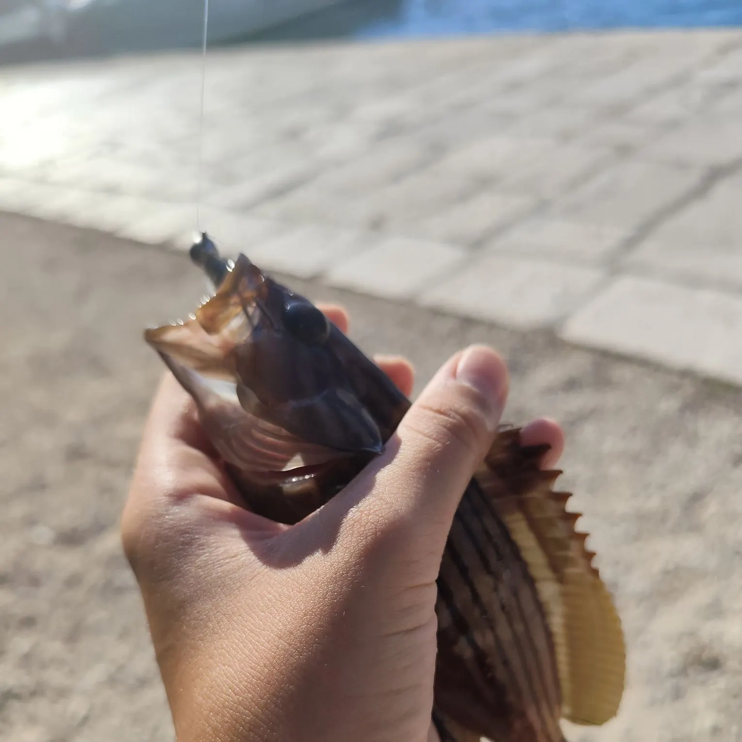 The most recent Goldblotched grouper catches on Fishbrain