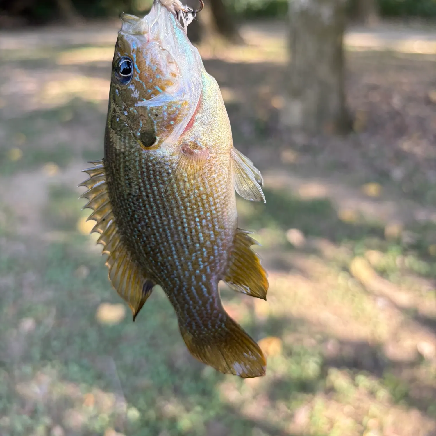 Green sunfish caught on Fishbrain