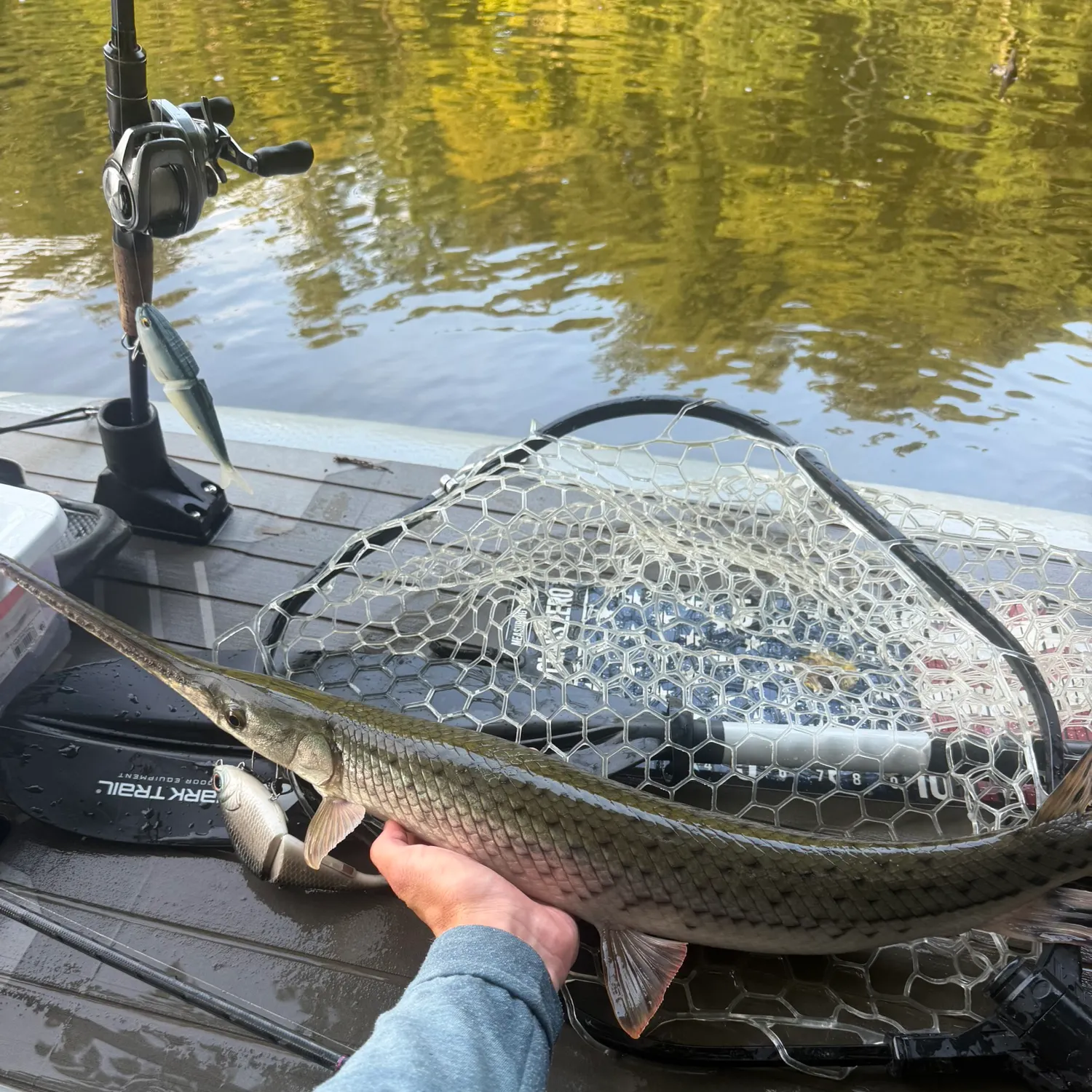 Longnose gar caught on Fishbrain