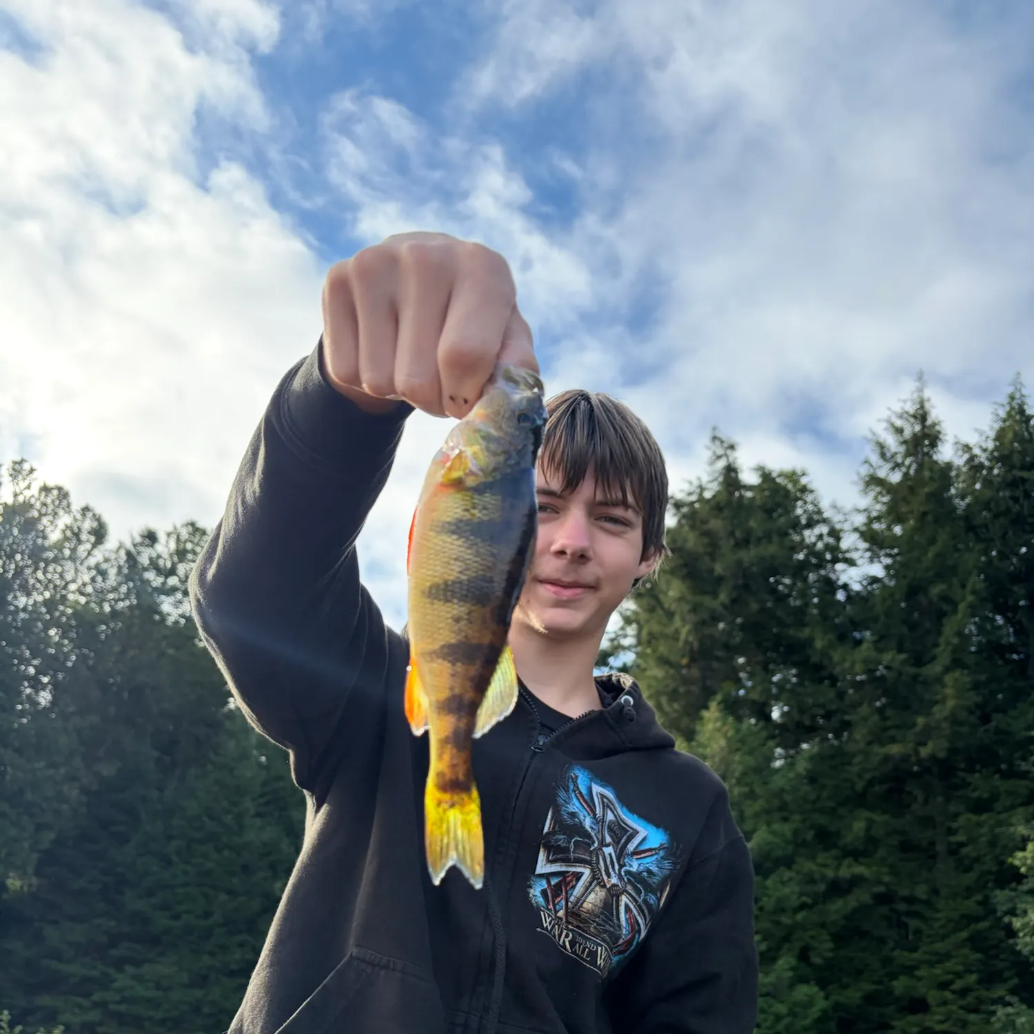 Yellow perch caught on Fishbrain