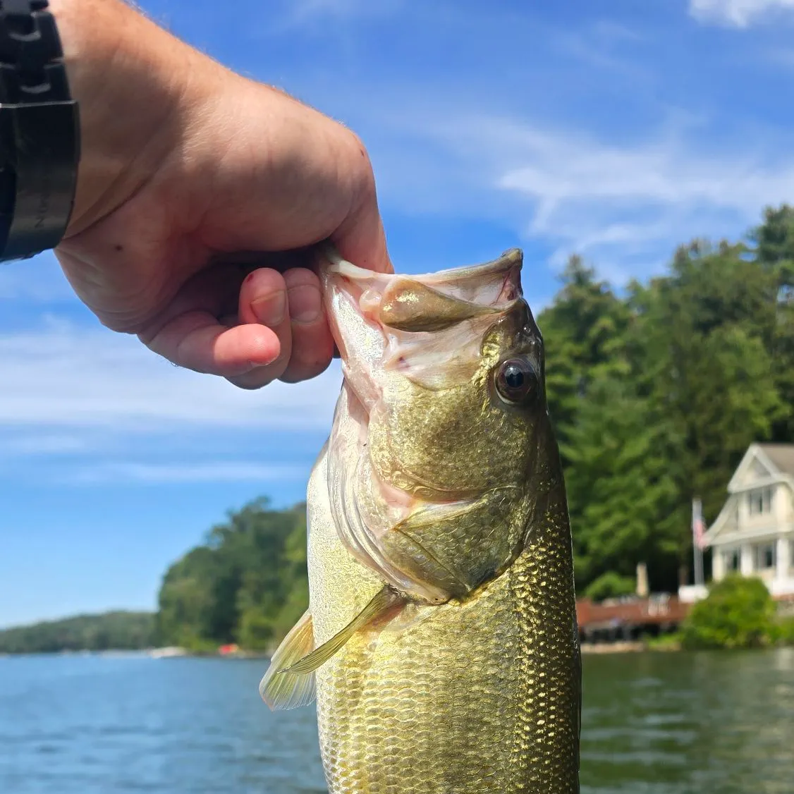 Largemouth bass caught on Fishbrain