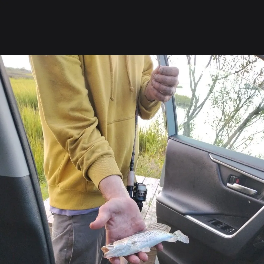 Spotted seatrout caught on Fishbrain