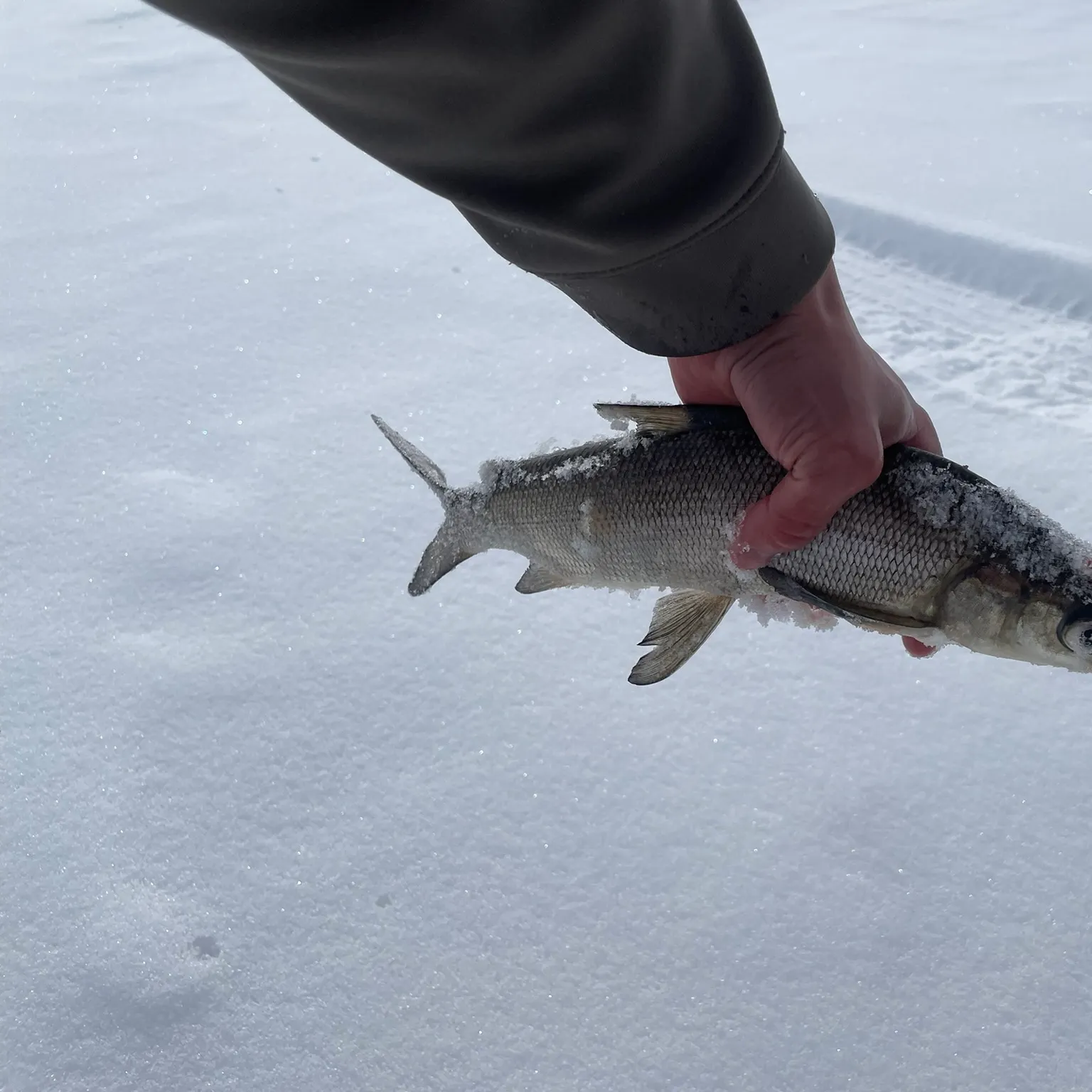 The most recent Lake whitefish catches on Fishbrain