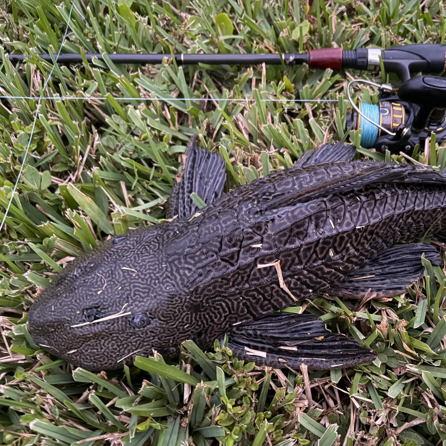 The most recent Suckermouth catfish catches on Fishbrain