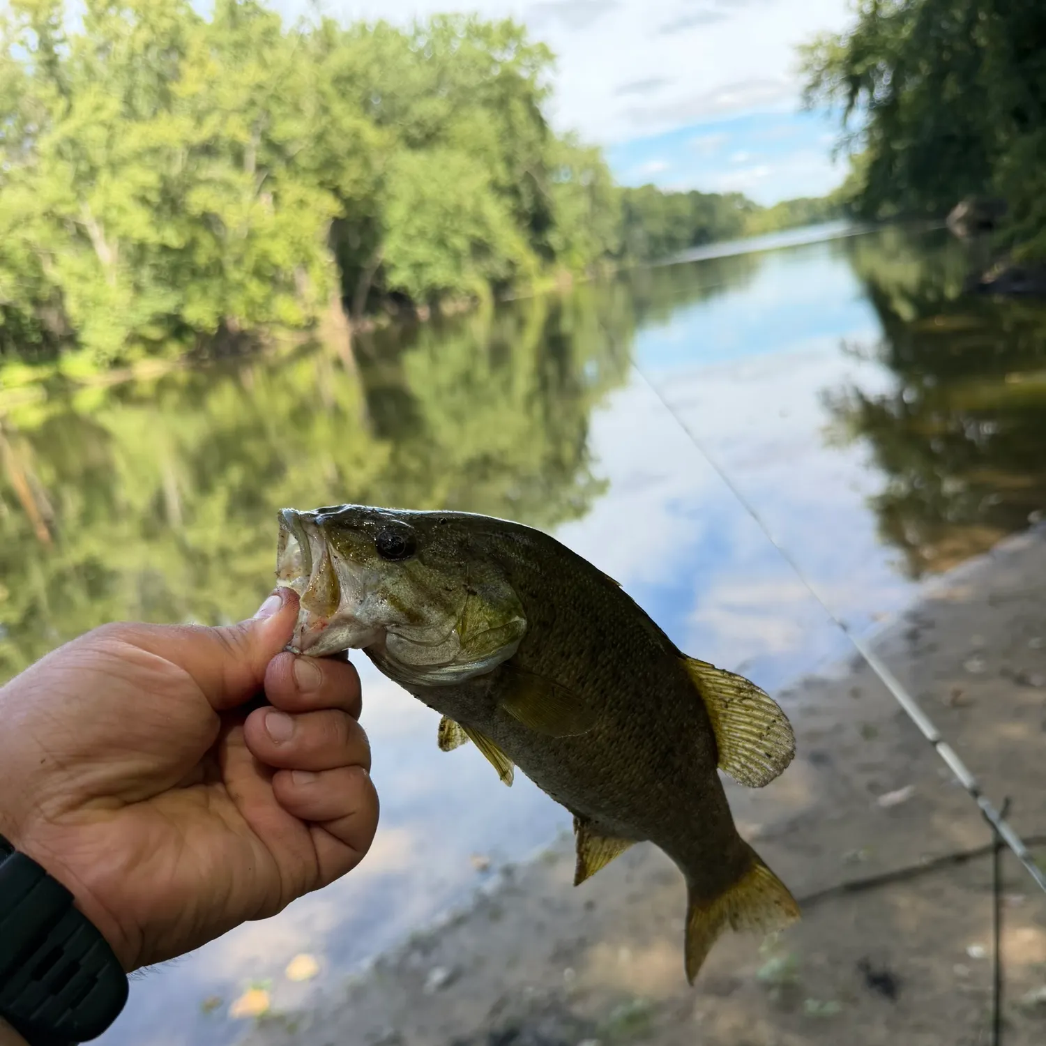 Smallmouth bass caught on Fishbrain