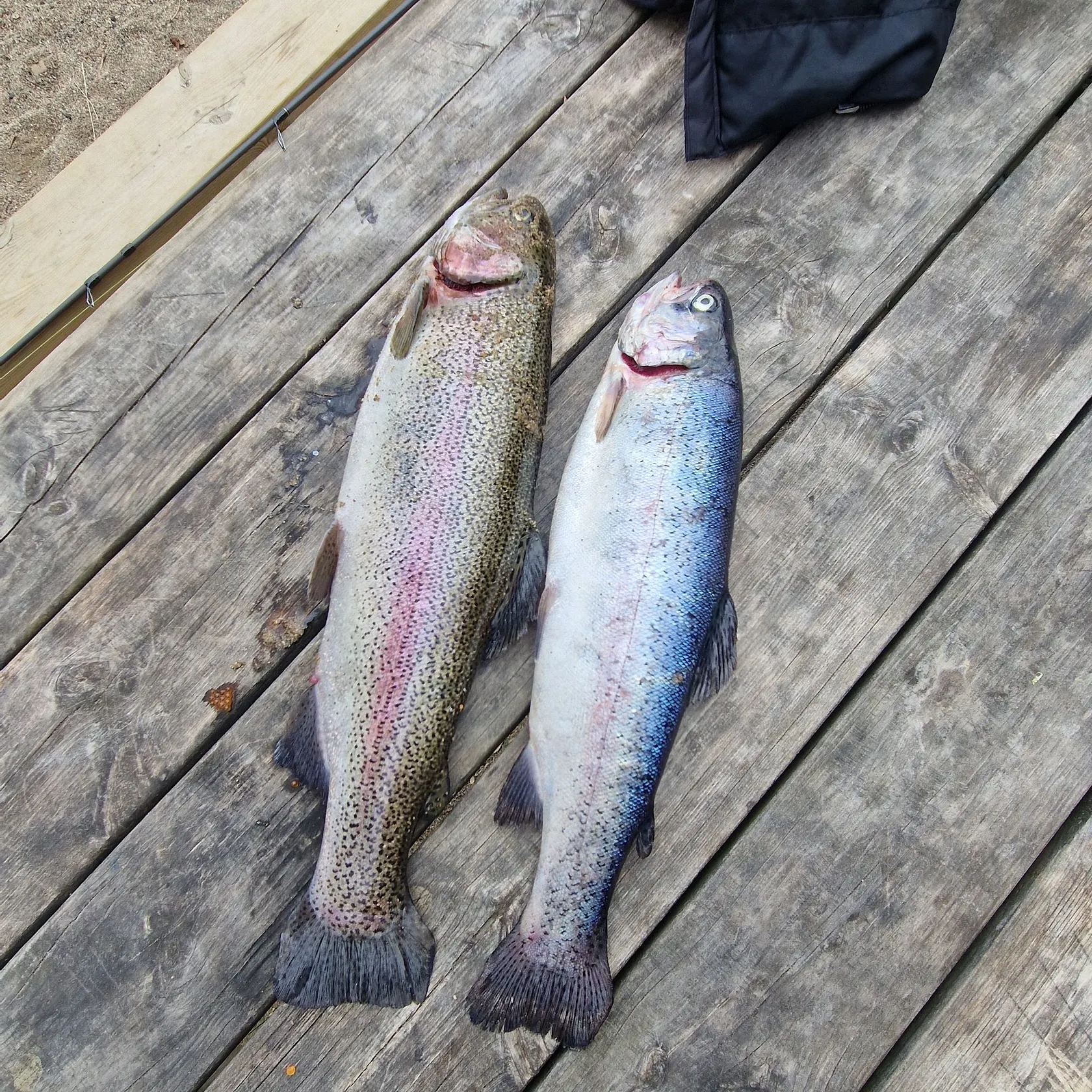 recently logged catches