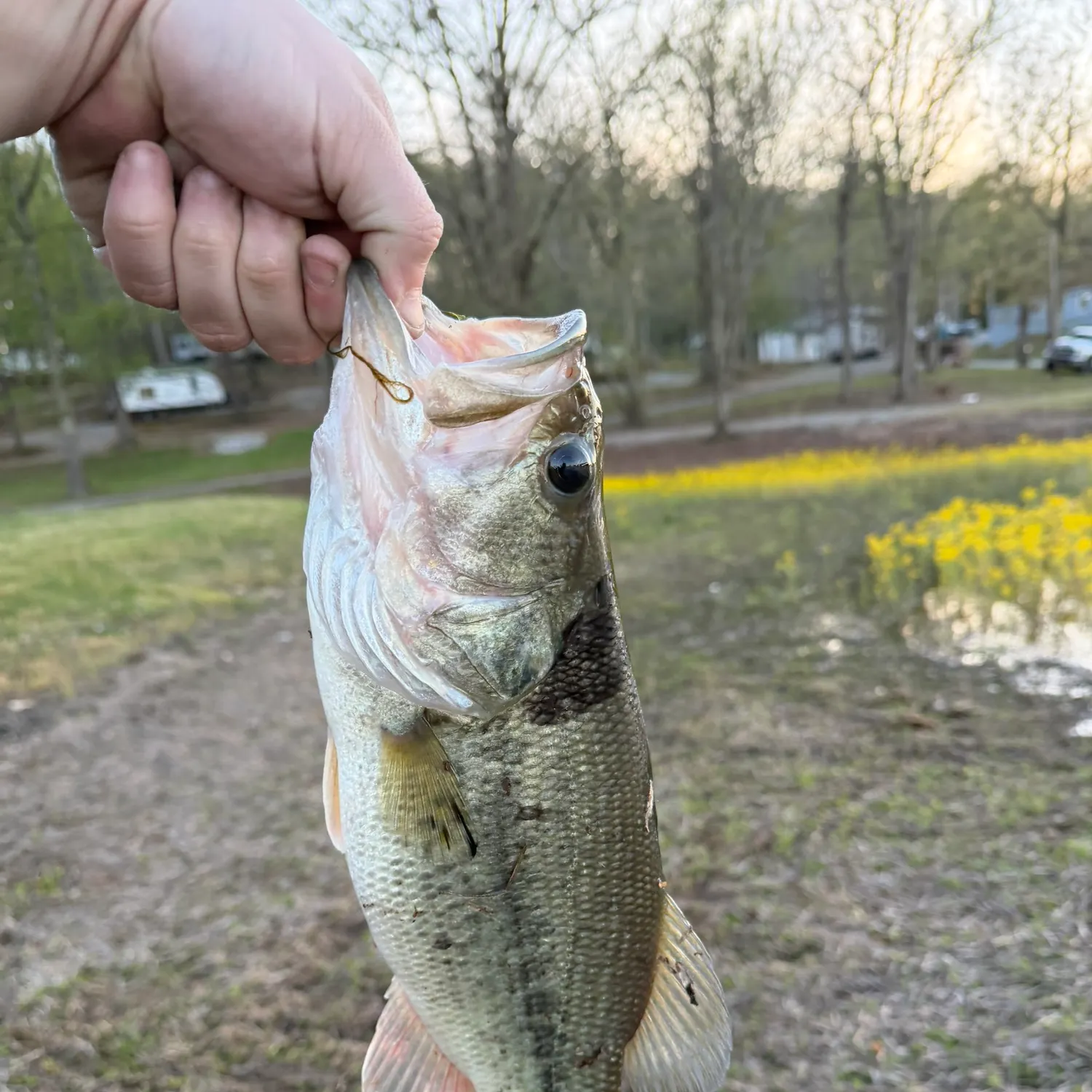 Largemouth bass caught on Fishbrain