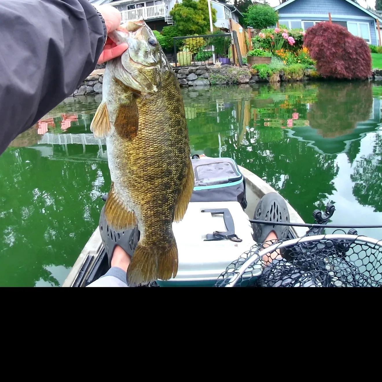 Smallmouth bass caught on Fishbrain