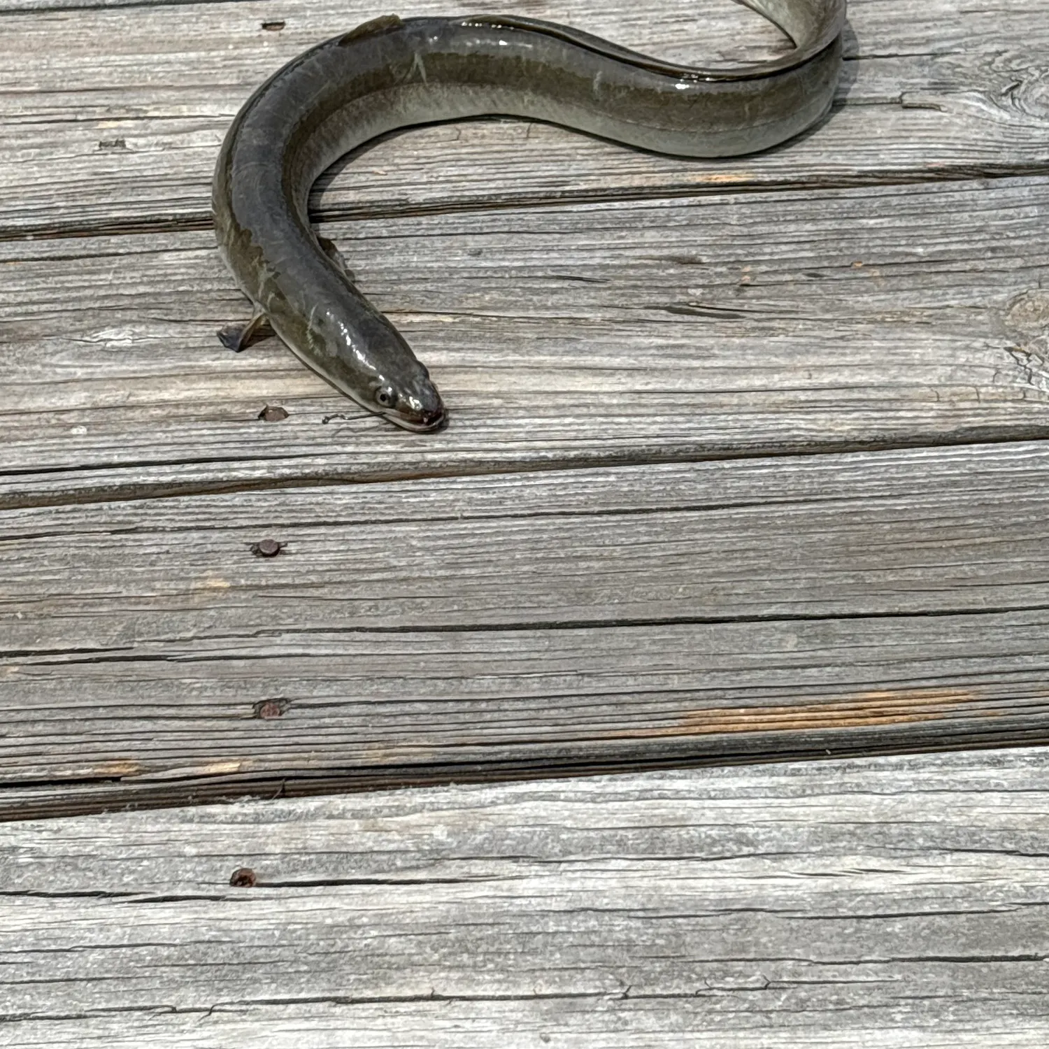American eel caught on Fishbrain
