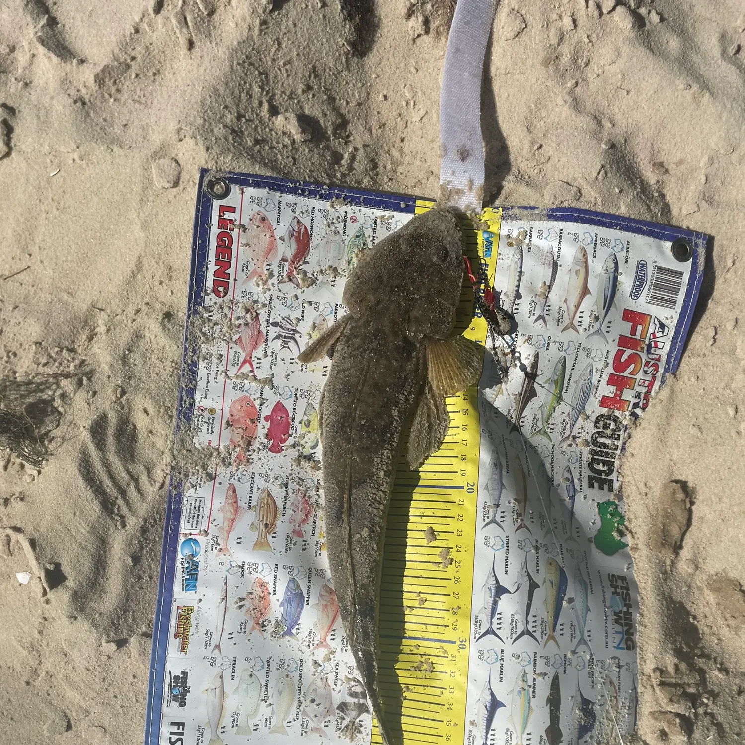 The most recent Bartail flathead catches on Fishbrain