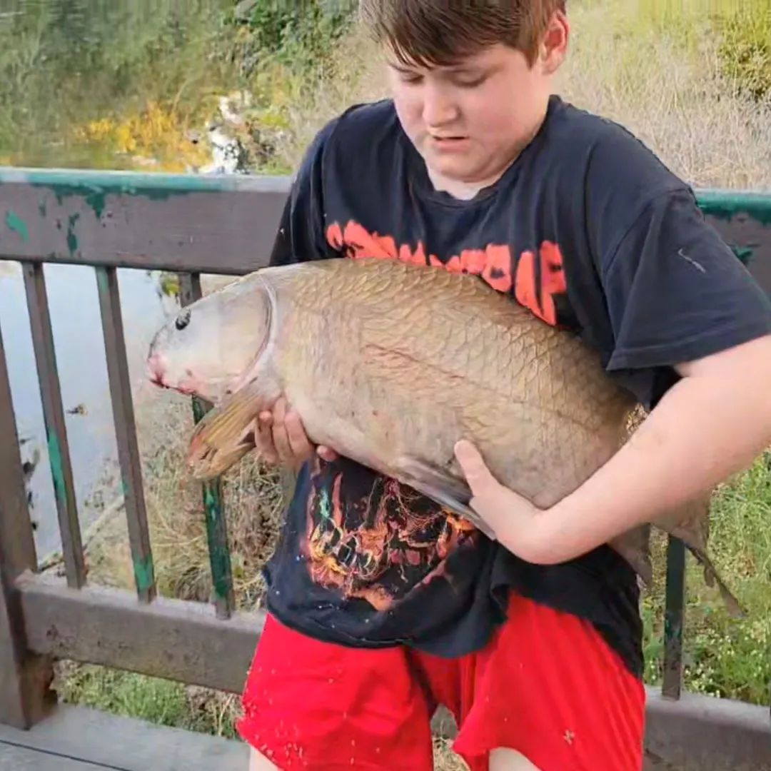 Smallmouth buffalo caught on Fishbrain