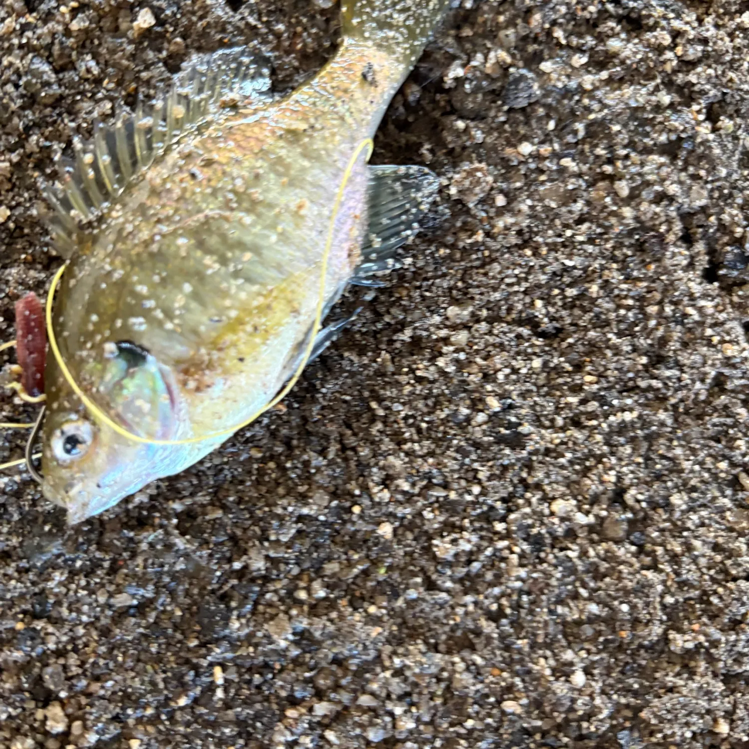 Bluegill caught on Fishbrain