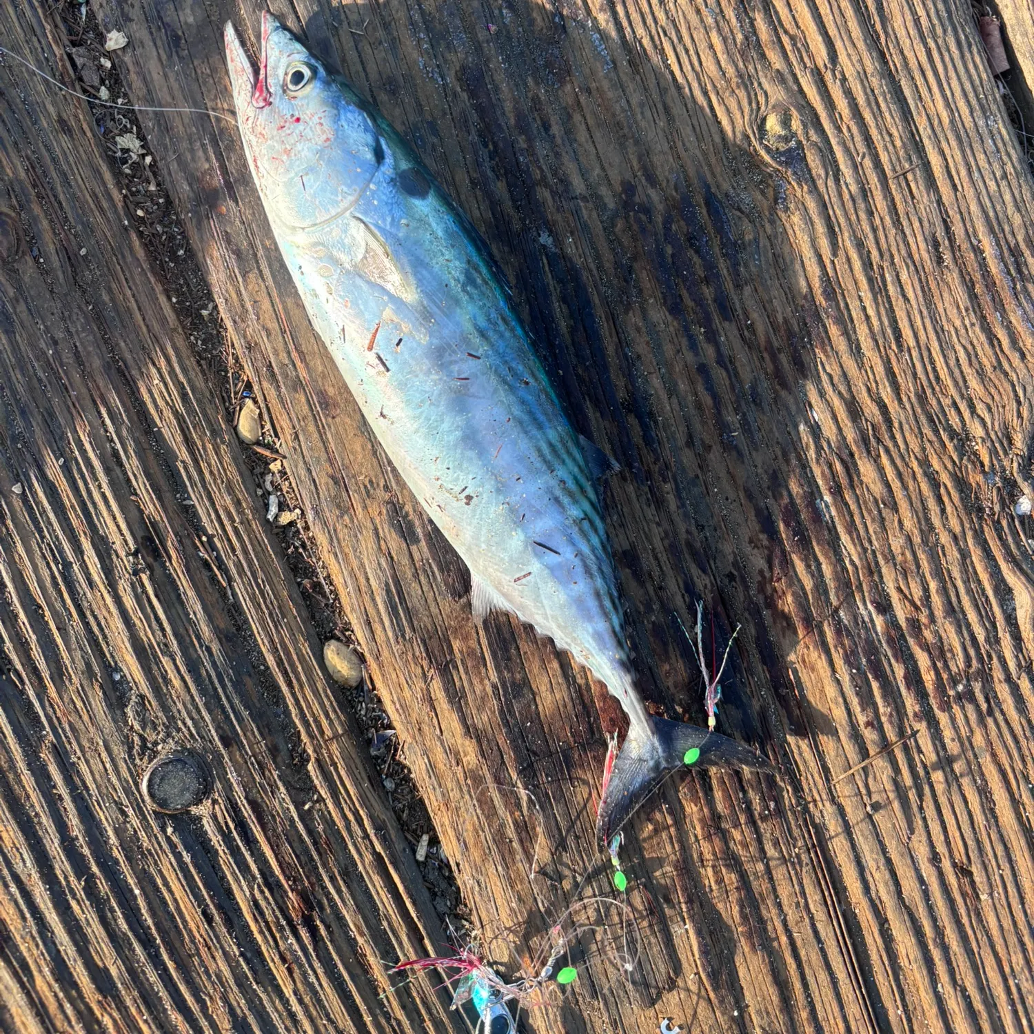 The most recent Pacific bonito catches on Fishbrain