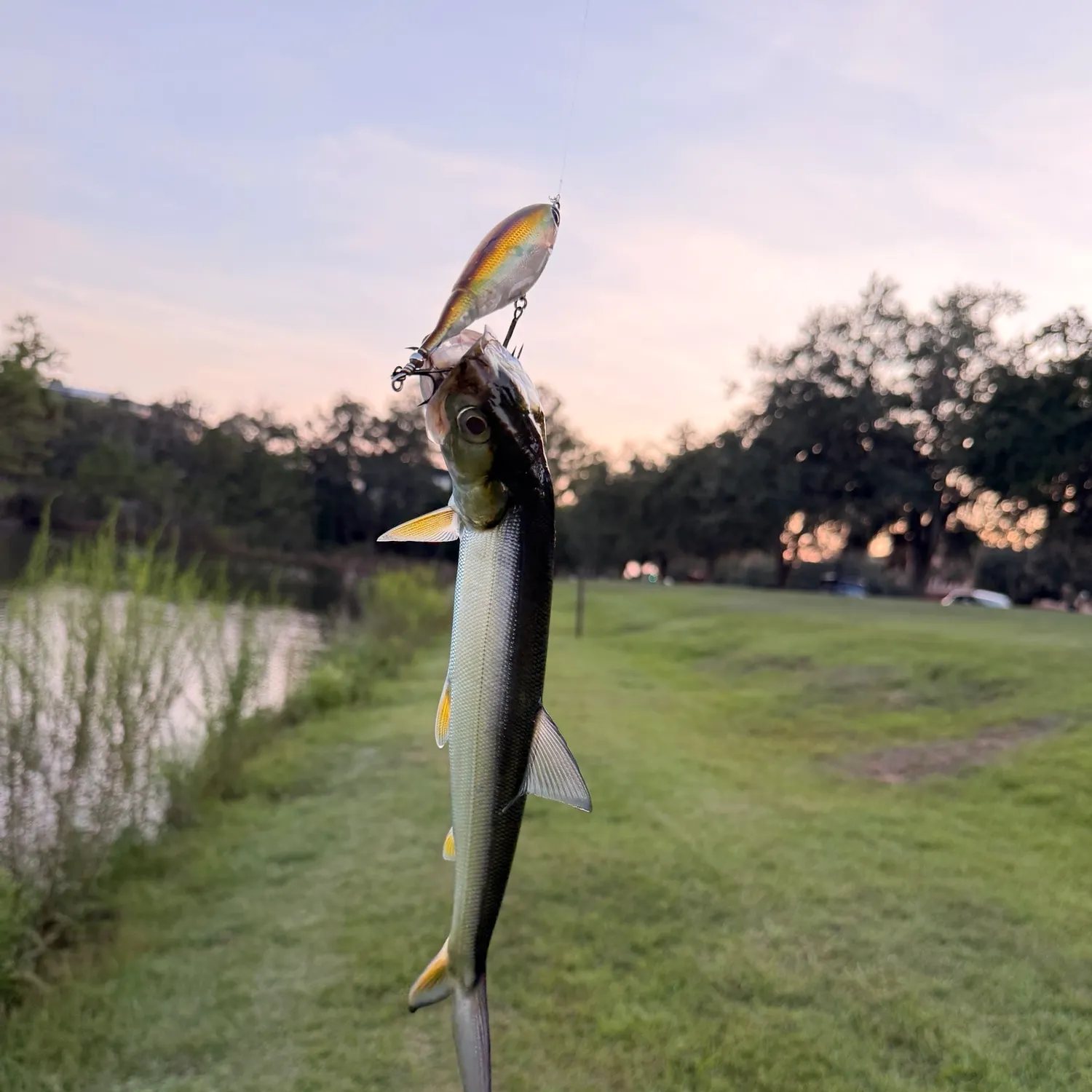 Ladyfish caught on Fishbrain