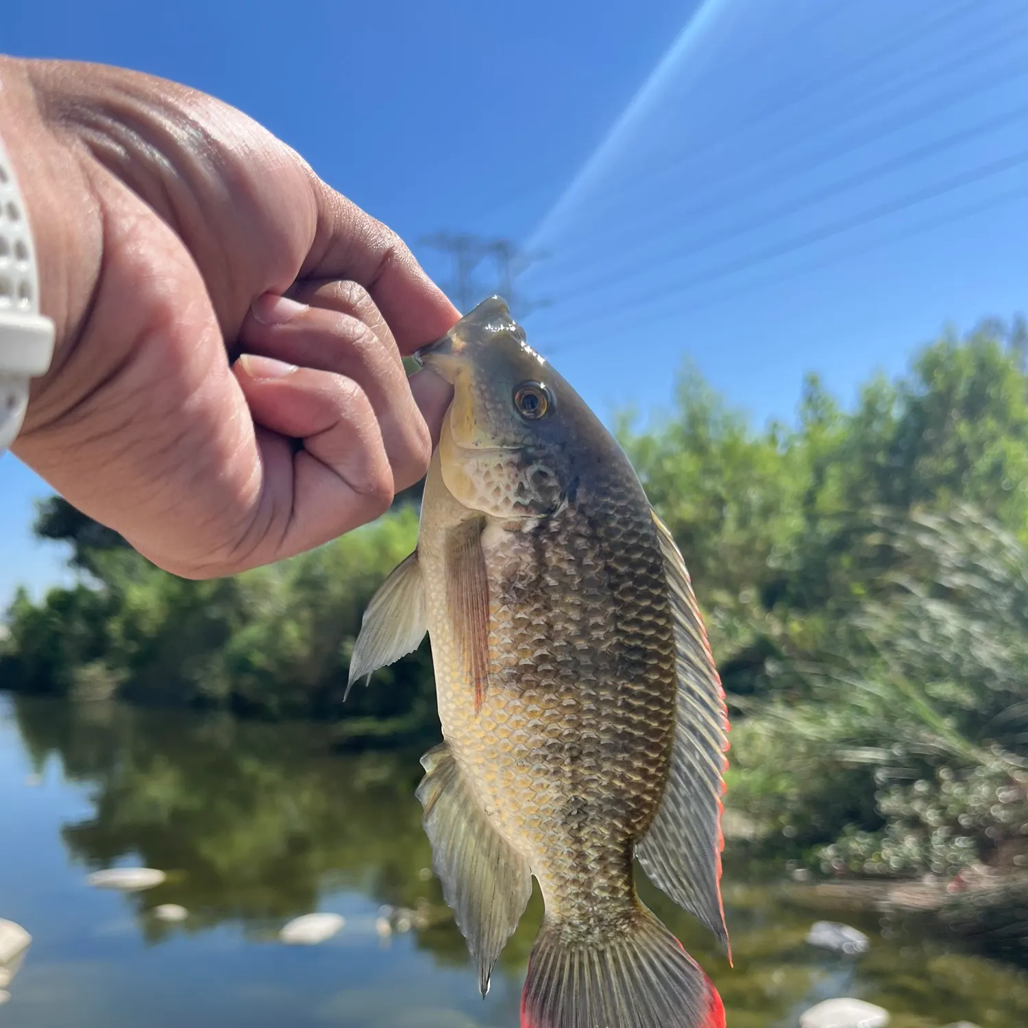 The most recent Redbelly tilapia catches on Fishbrain