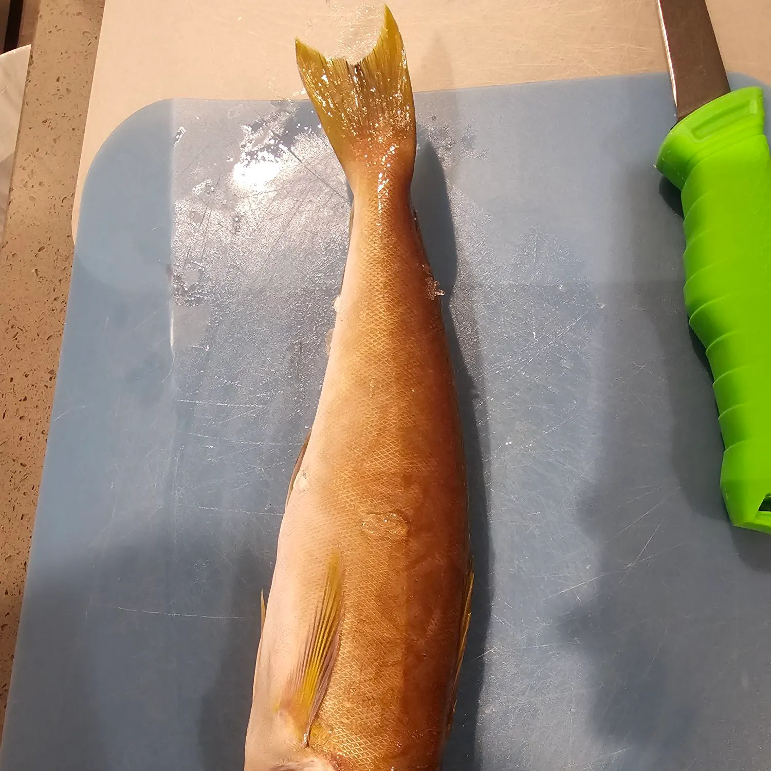 Ocean whitefish caught on Fishbrain