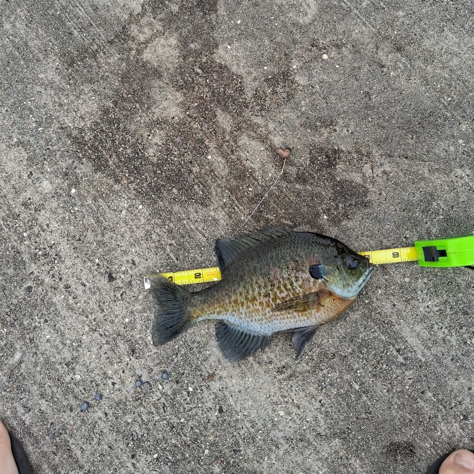 recently logged catches