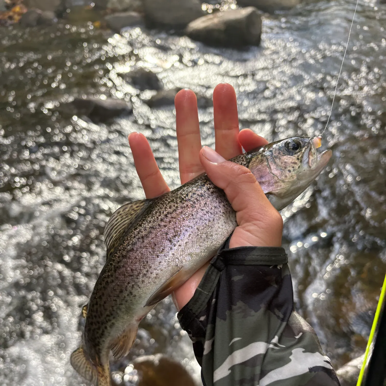 Rainbow trout caught on Fishbrain