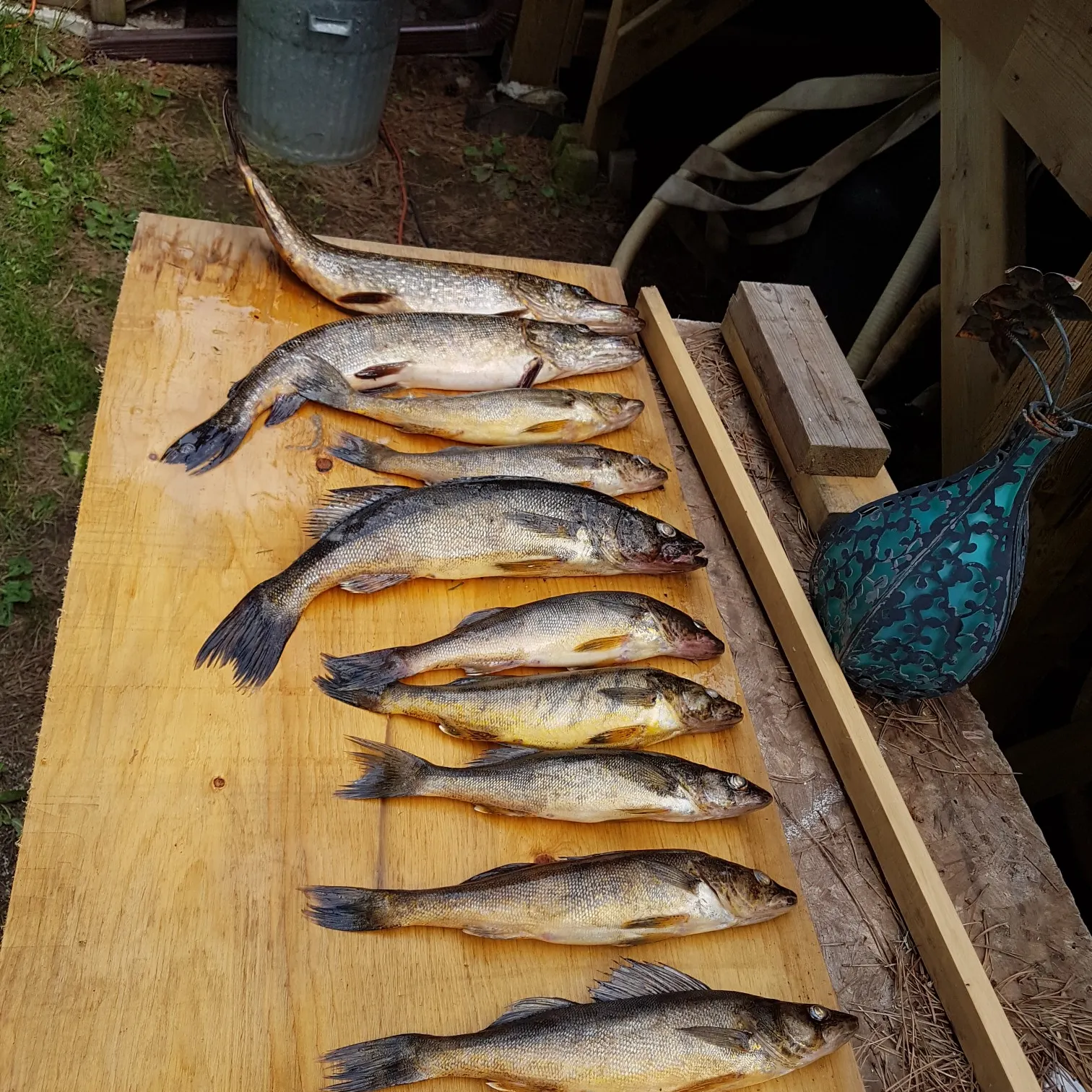 recently logged catches