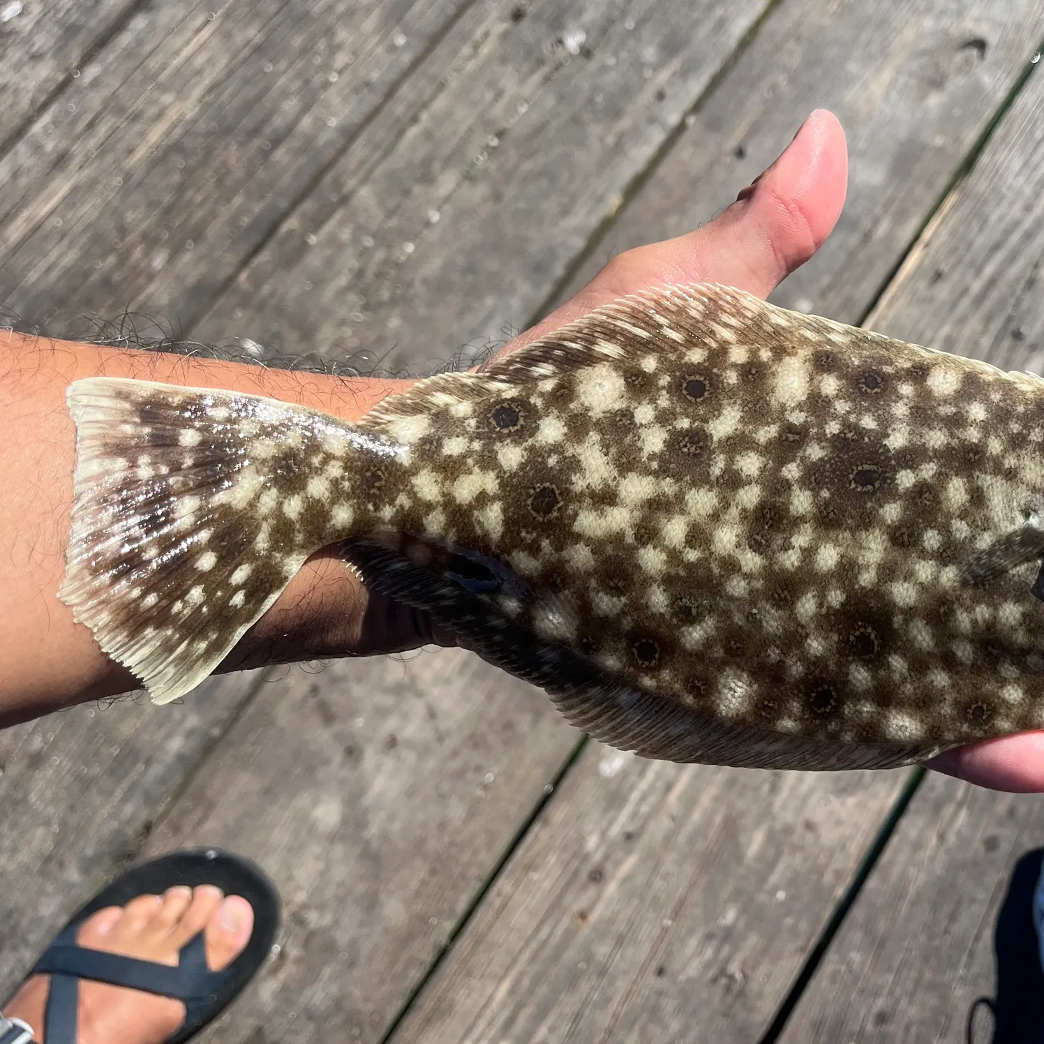 Summer flounder caught on Fishbrain