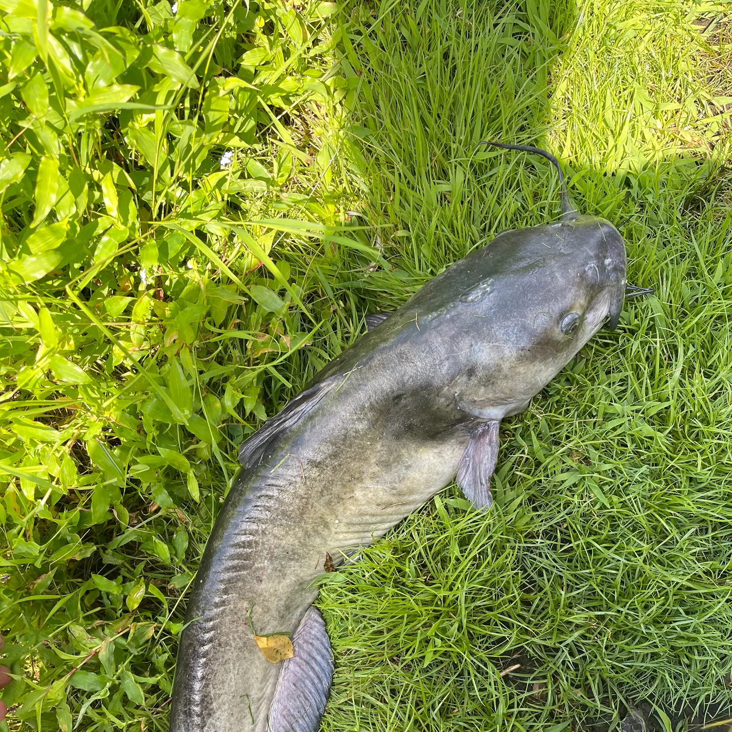 Channel catfish caught on Fishbrain