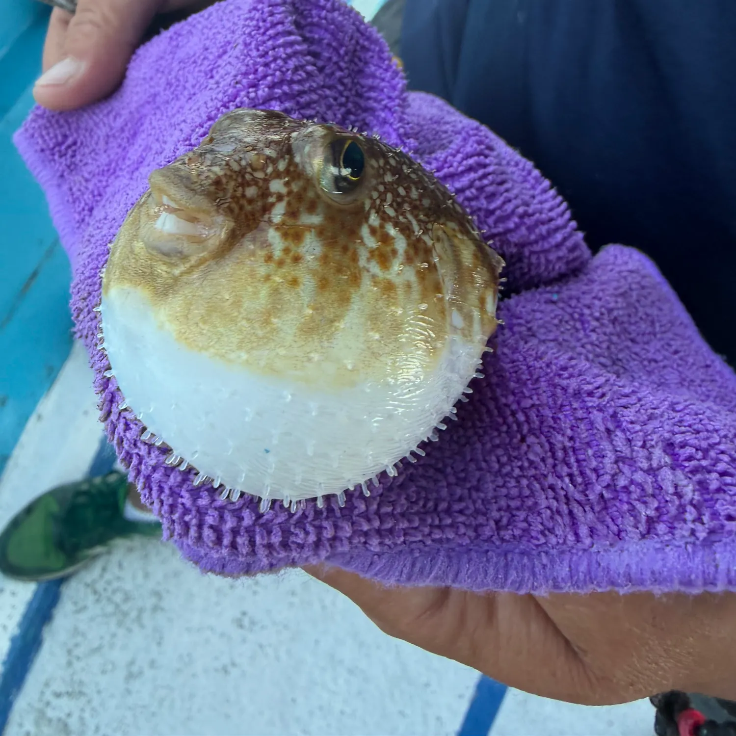 The most recent Spot-fin porcupinefish catches on Fishbrain