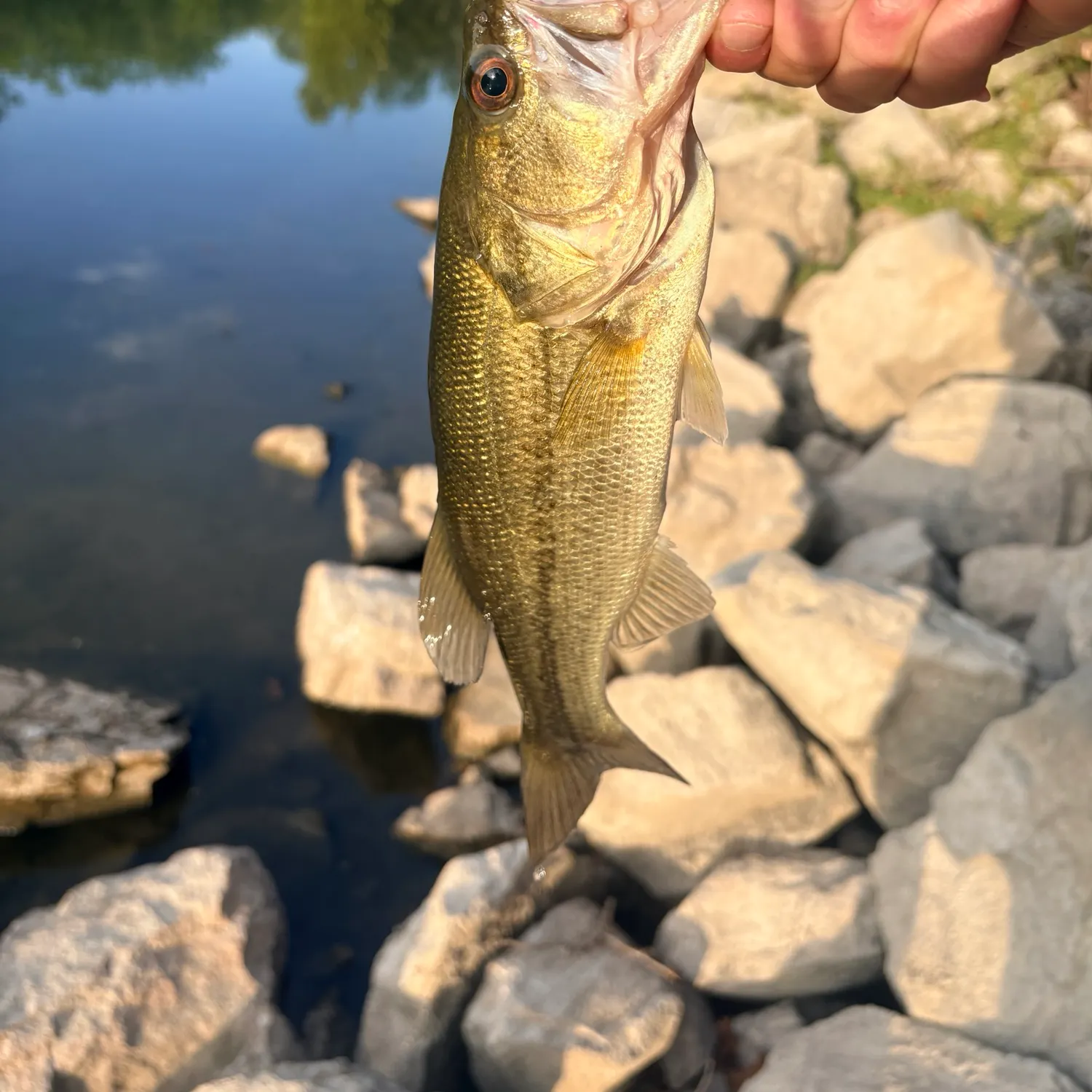 Largemouth bass caught on Fishbrain