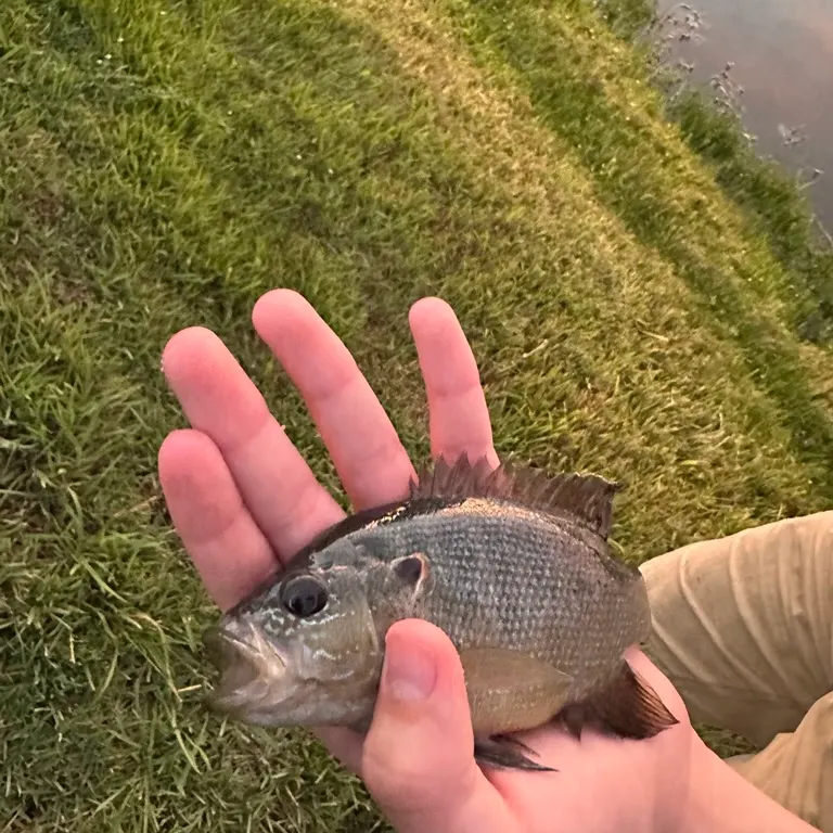 Green sunfish caught on Fishbrain