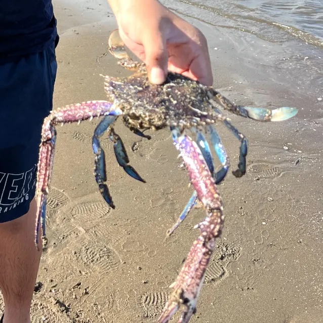 The most recent Blue swimmer crab catches on Fishbrain