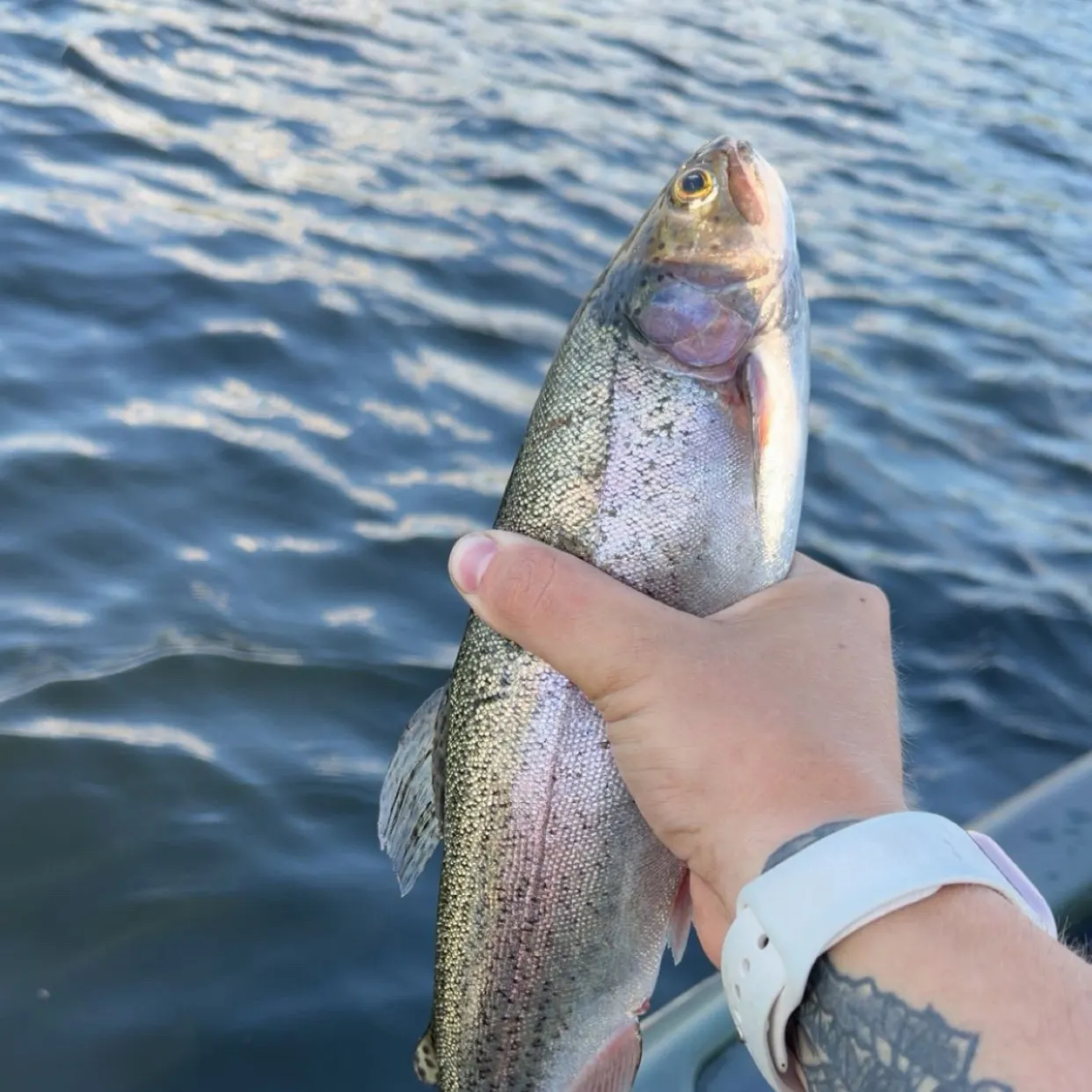 Rainbow trout caught on Fishbrain