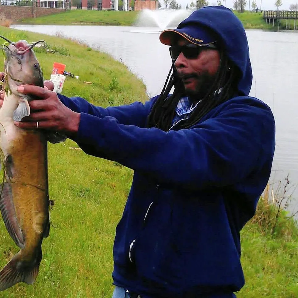 Channel catfish caught on Fishbrain
