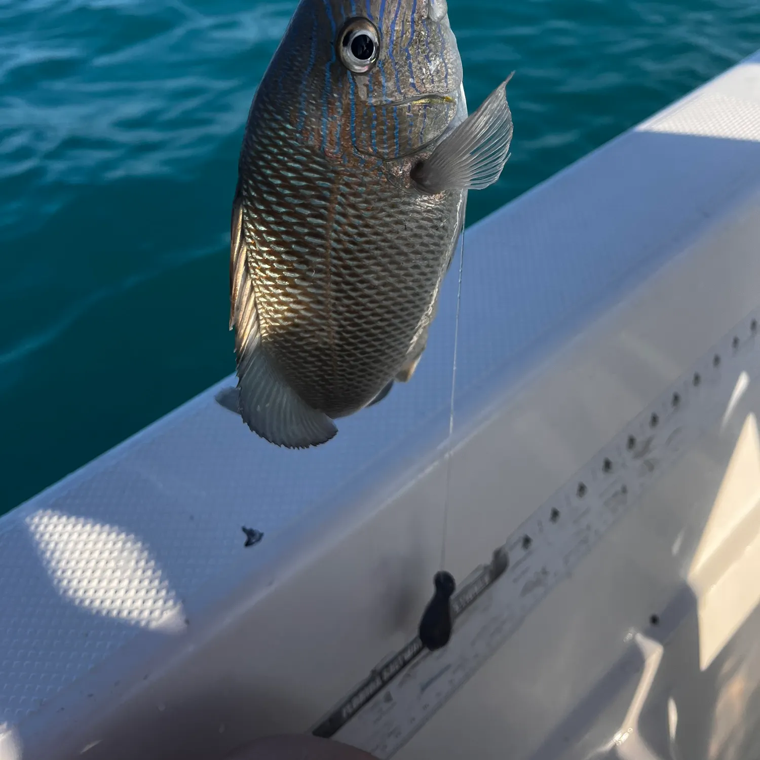 The most recent White grunt catches on Fishbrain