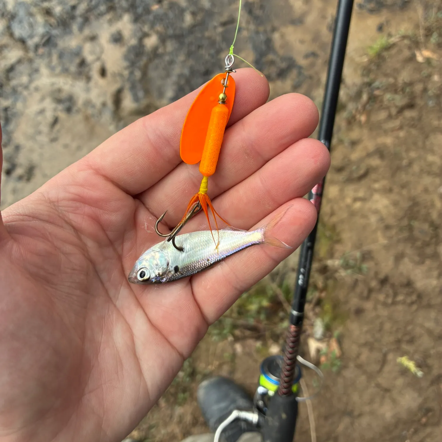 The most recent Threadfin shad catches on Fishbrain