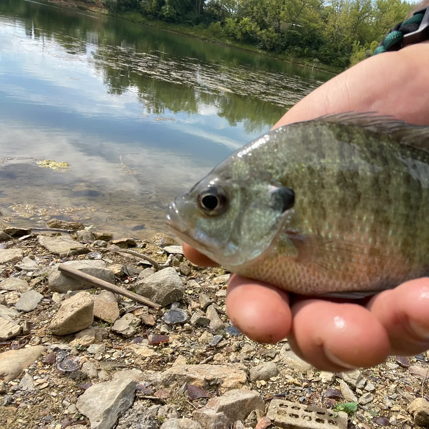 Bluegill caught on Fishbrain