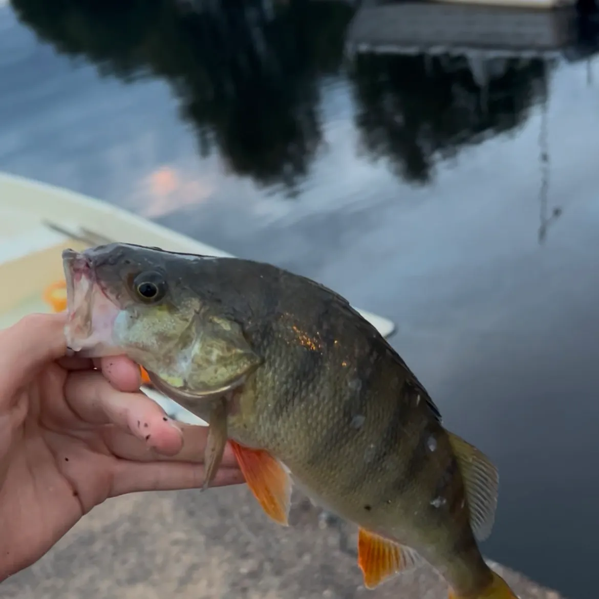 European perch caught on Fishbrain
