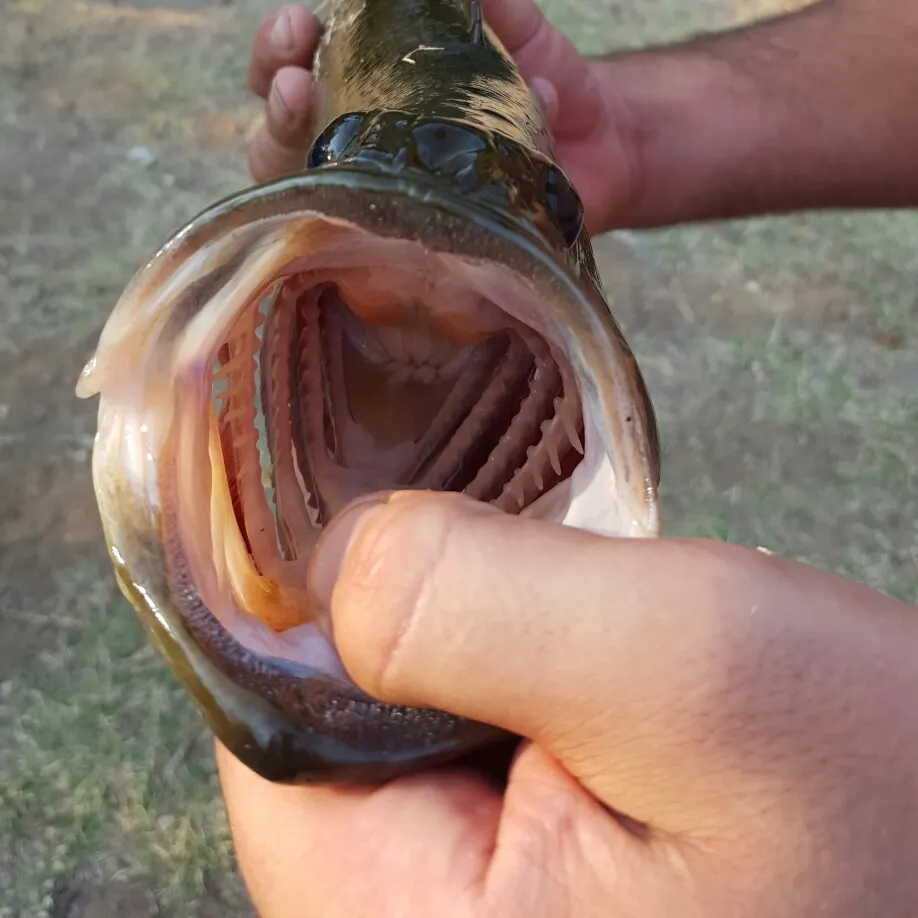 angler catch