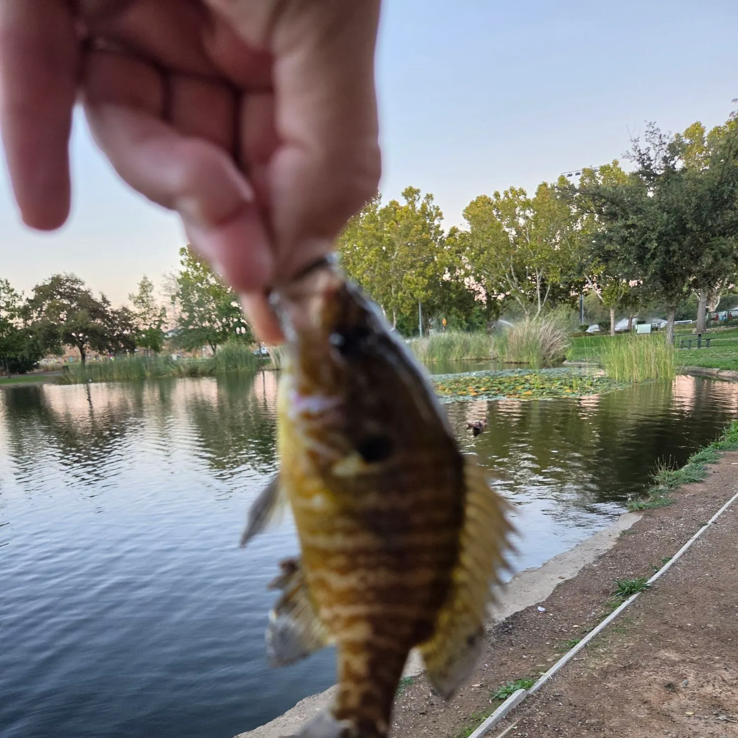 The most recent Warmouth catches on Fishbrain