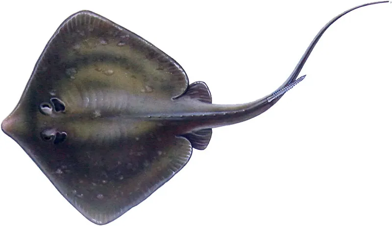 Common stingray