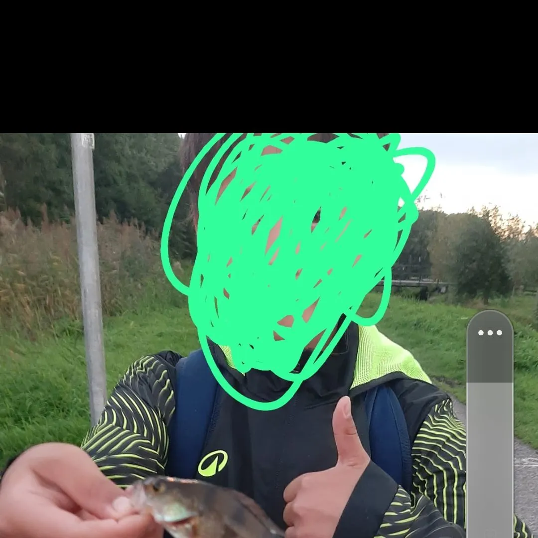 European perch caught on Fishbrain