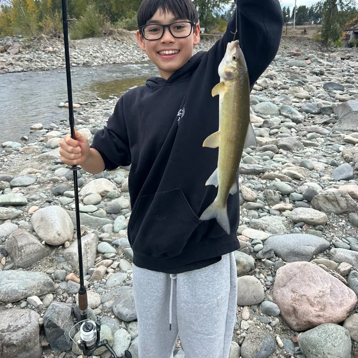 Mountain whitefish caught on Fishbrain