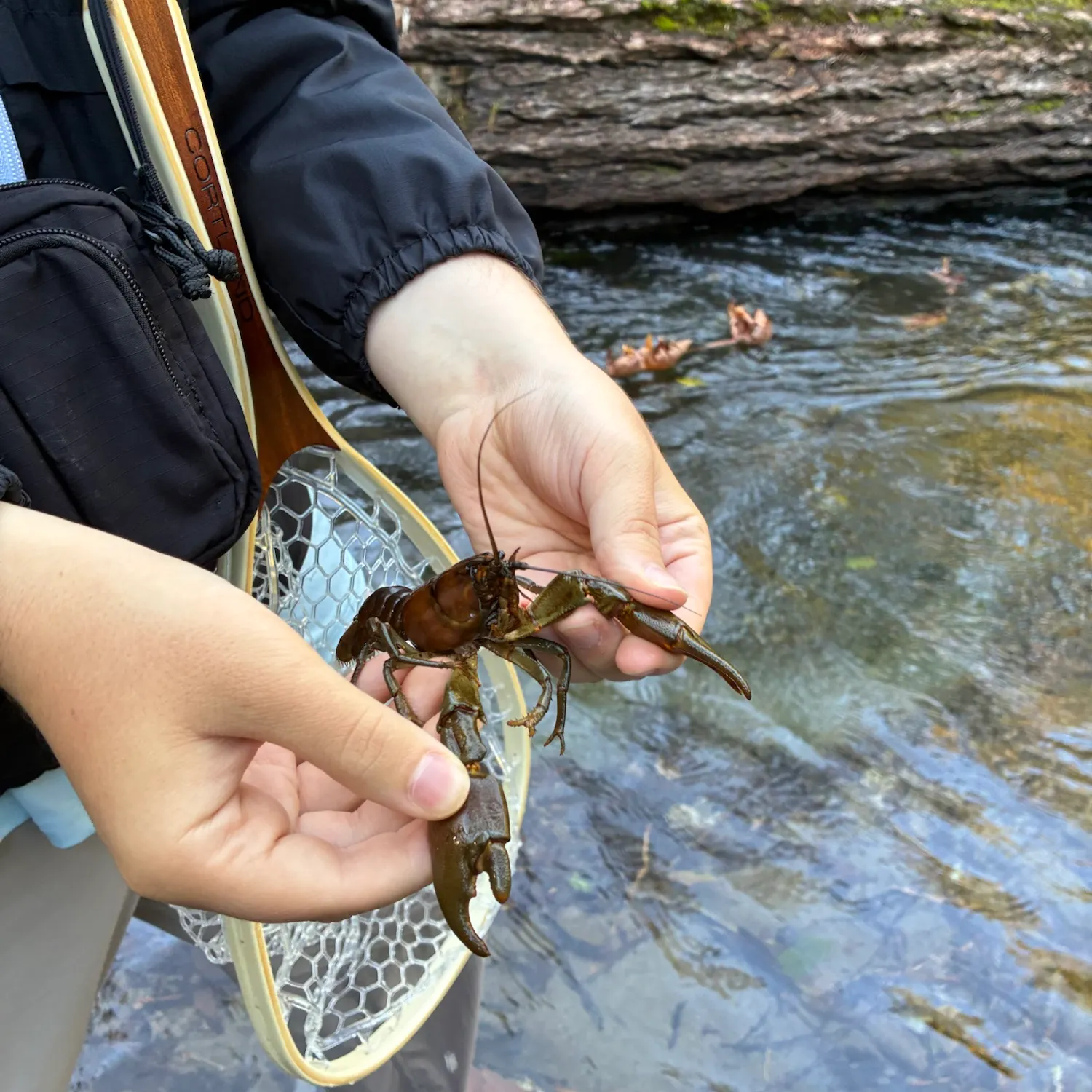 The most recent Signal crayfish catches on Fishbrain